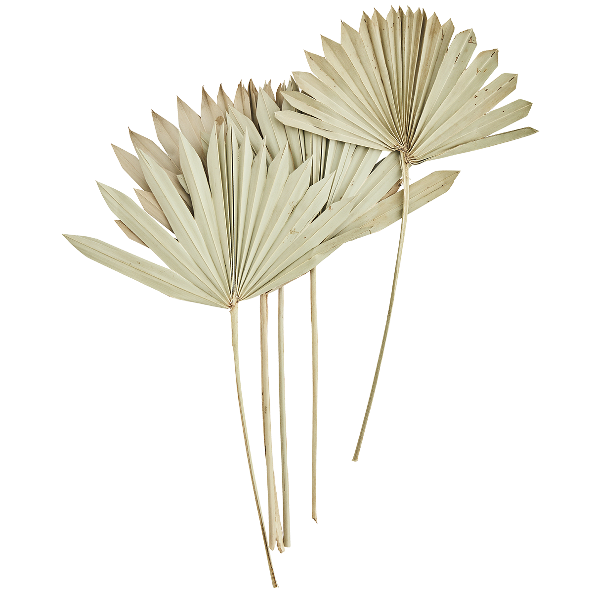 Palm leaves bunch