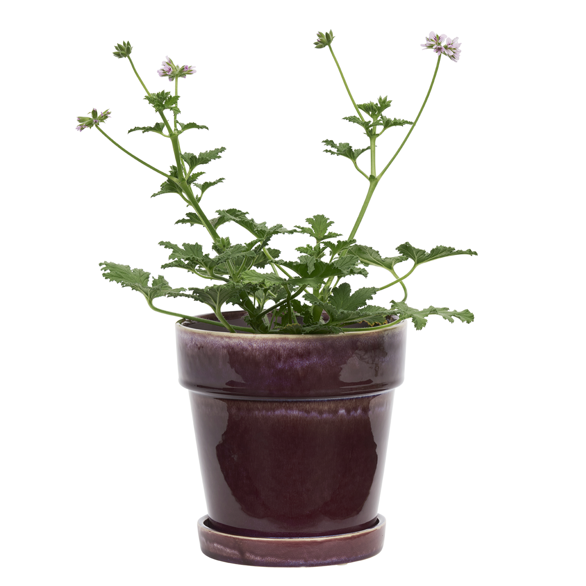 Flowerpot w/ saucer