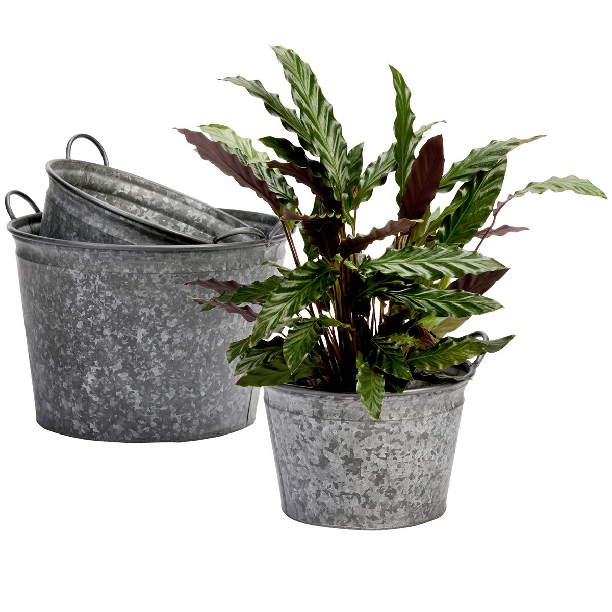 Galvanised iron planters w/ handles