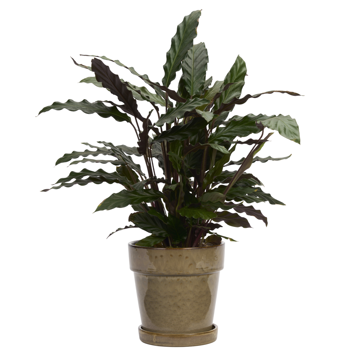 Flowerpot w/ saucer
