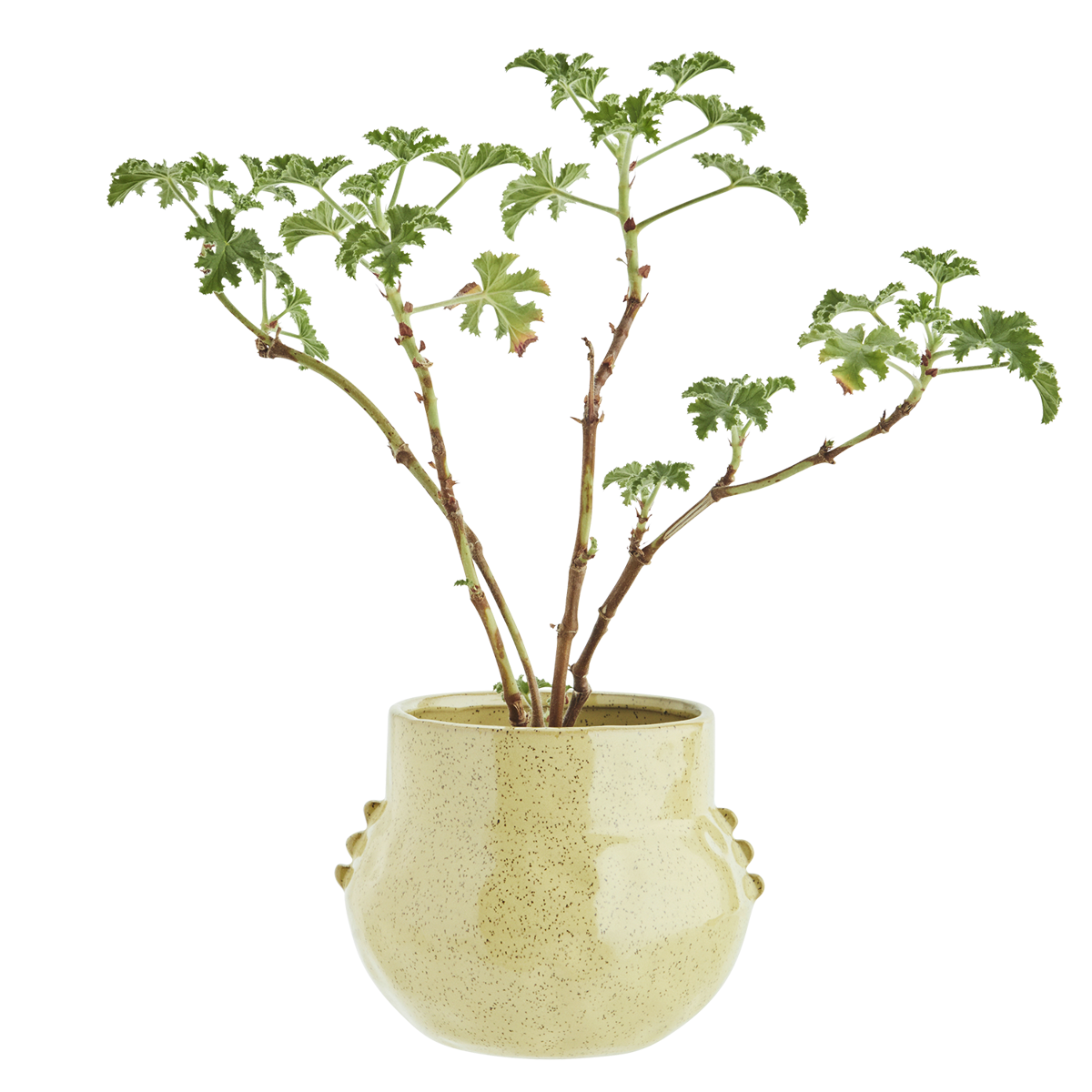 Stoneware flower pot