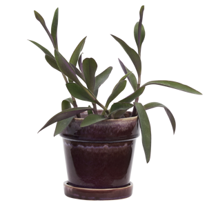 Flowerpot w/ saucer