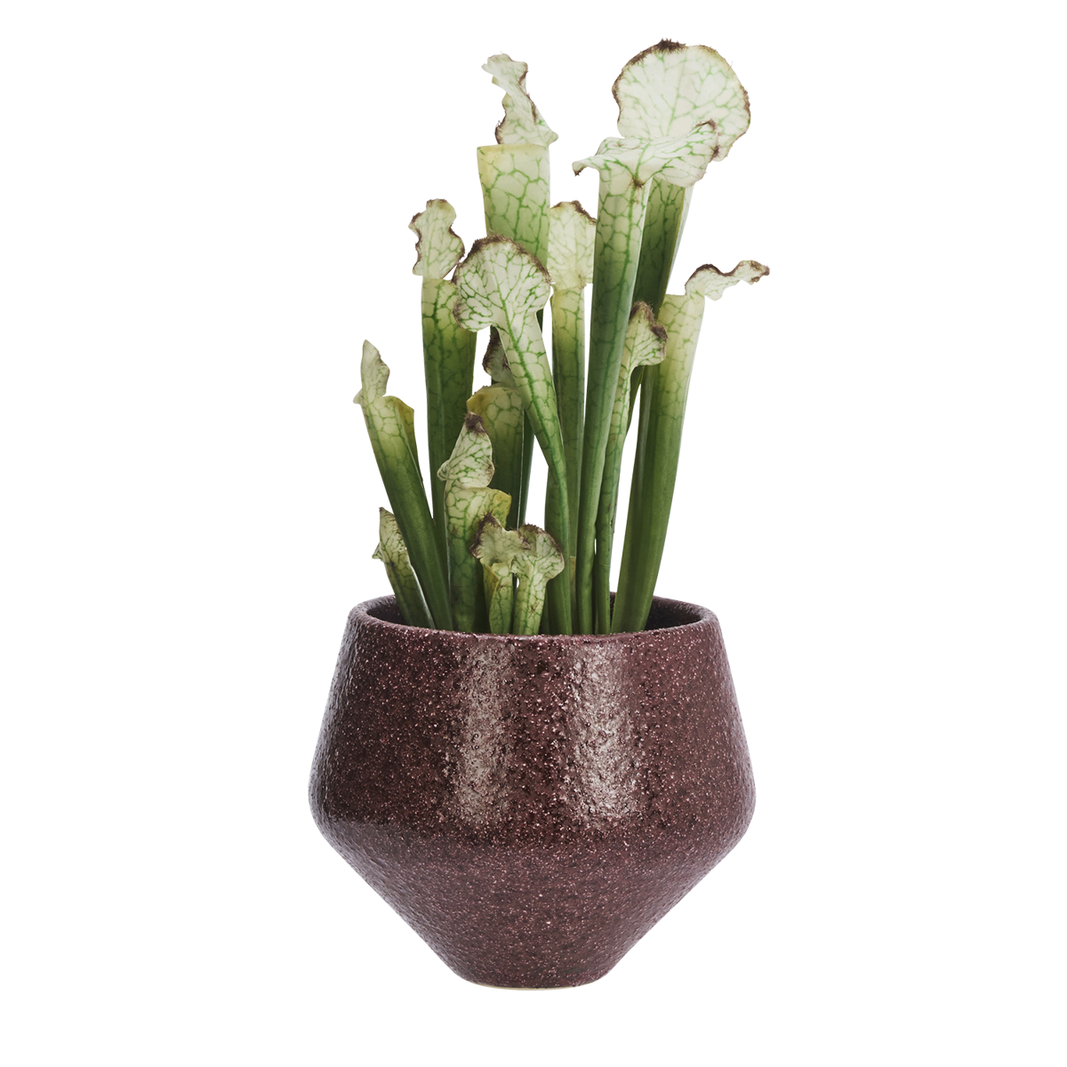 Stoneware flower pot