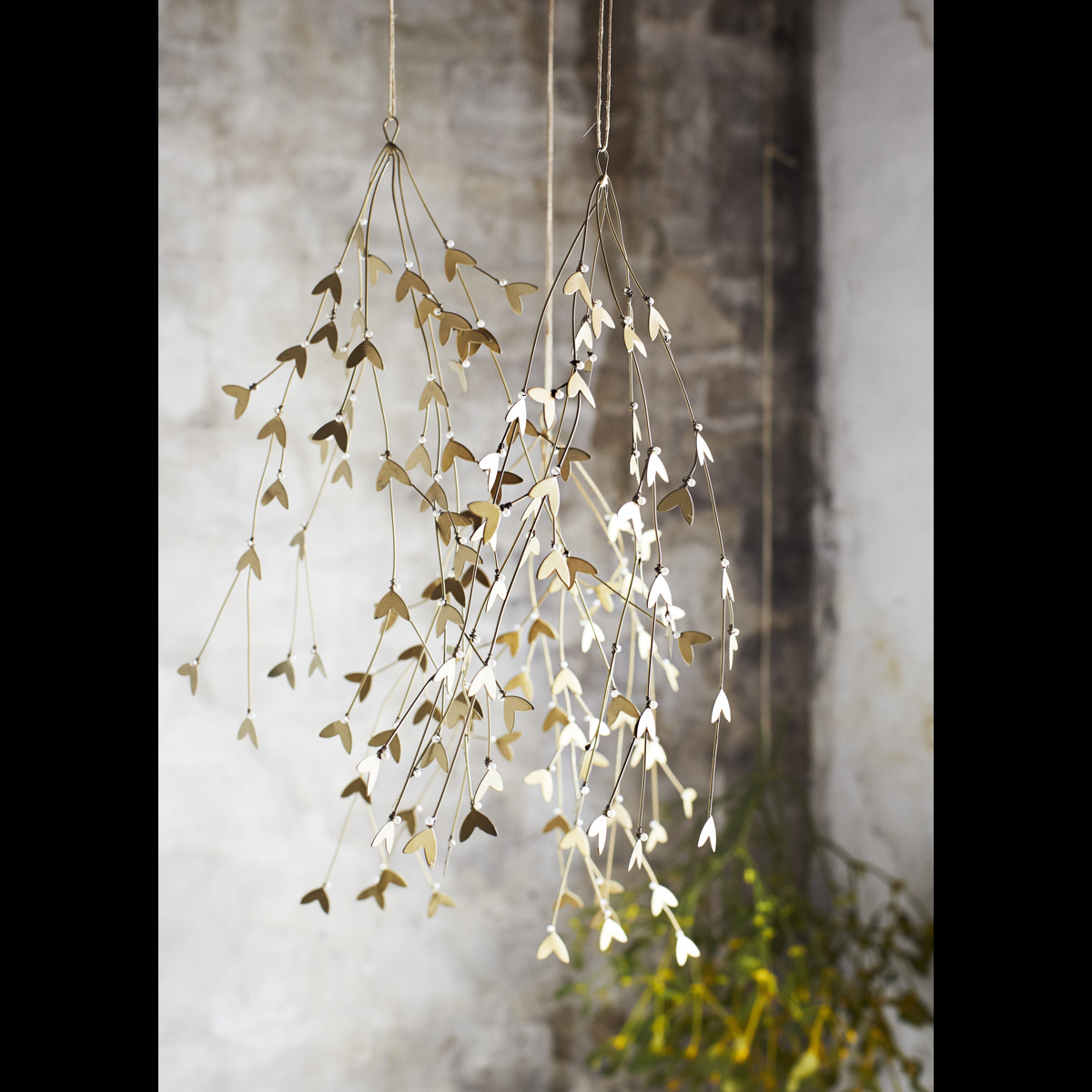 Iron mistletoe Iron mistletoe