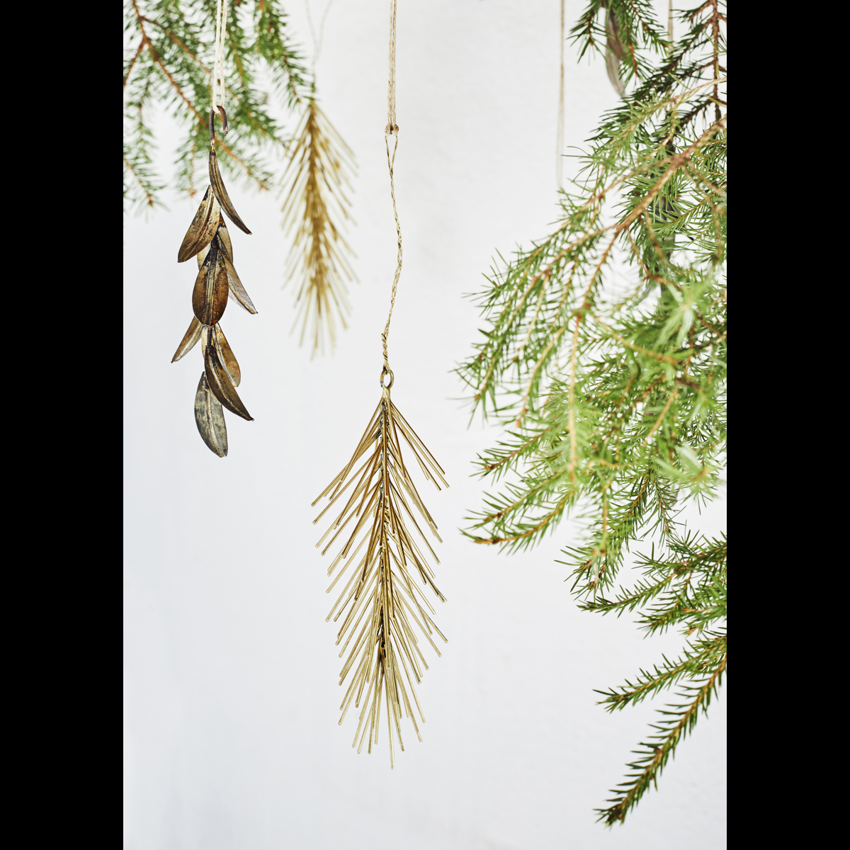 Hanging iron spruce twigs
