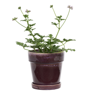 Flowerpot w/ saucer