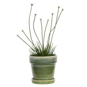 Flowerpot w/ saucer