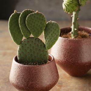 Stoneware flower pot