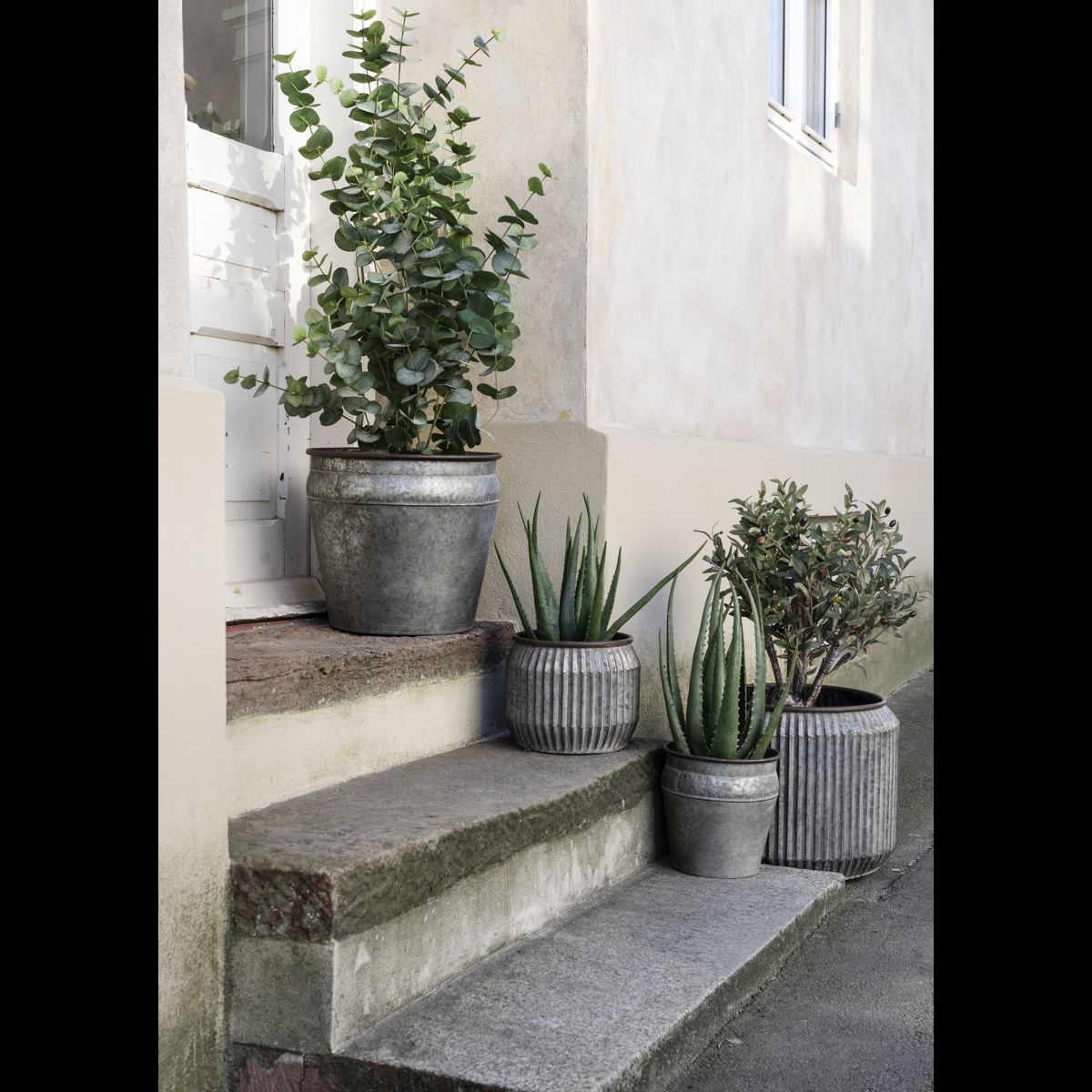 Round galvanized planters