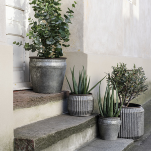 Galvanised iron planters